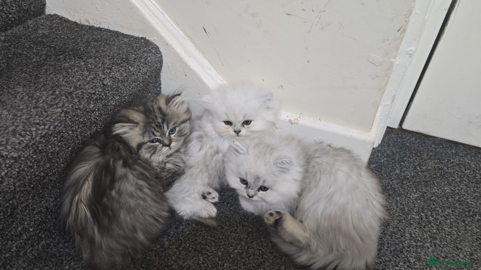 Persian cats Persian kitties - Advert 2