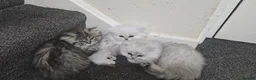 Persian cats for sale: Persian kitties in Alloa - Advert 2