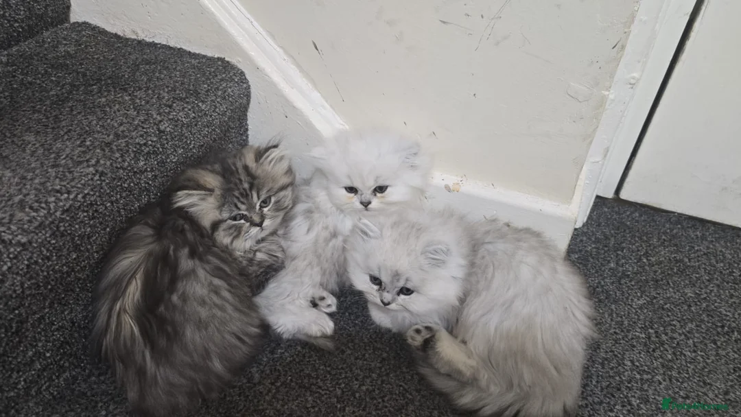 Persian cats for sale: Persian kitties in Alloa - Advert 2