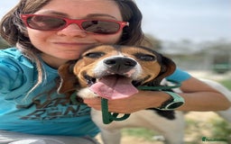 Beagle dogs for adoption: Cooper is in Hampshire & waiting for his family  - Advert 9