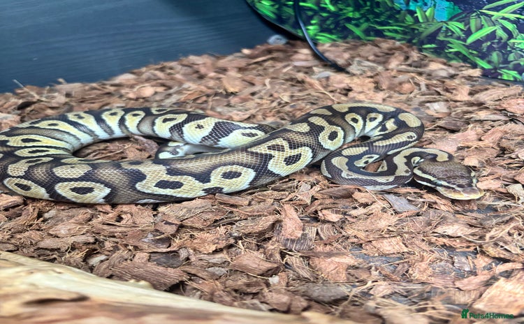 Python Snake reptiles - Advert 1