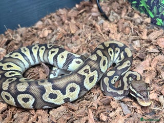 Python Snake reptiles - Advert 4