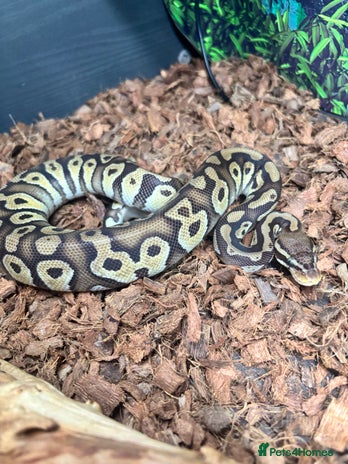Python Snake reptiles - Advert 1