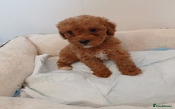 Cockapoo dogs for sale: Adorable F1B red cockapoo puppies  - Image 16