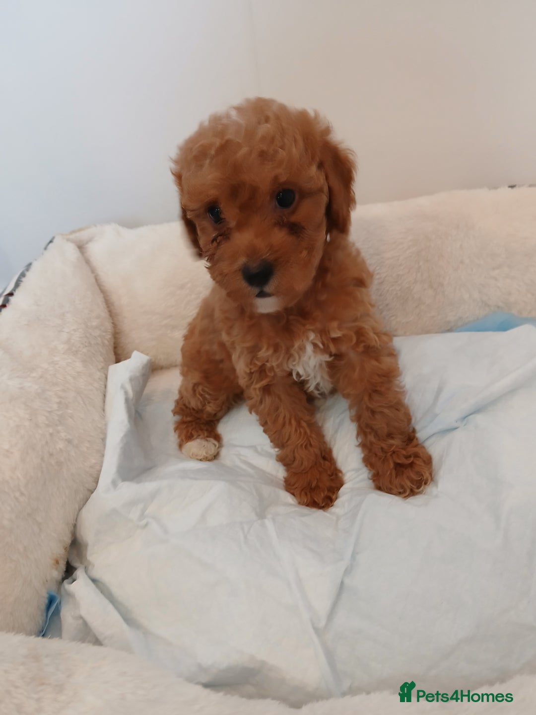 Cockapoo dogs for sale: Adorable F1B red cockapoo puppies  - Image 16
