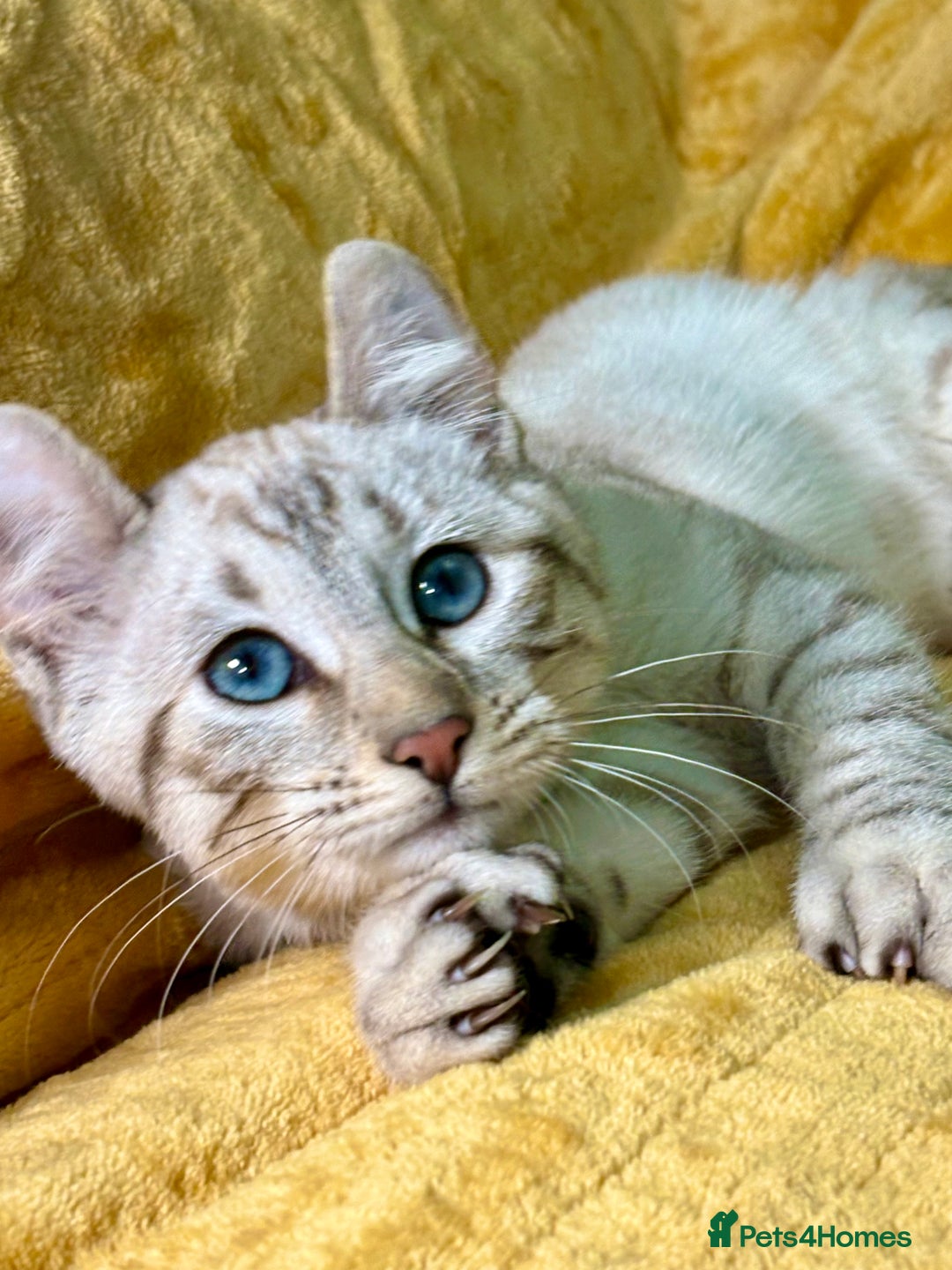 Keetso cats for sale: Superb polydactyl curled eared girl - Advert 17