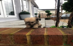 Jackapoo dogs for sale: 6 beautiful jackapoo pups - Image 12