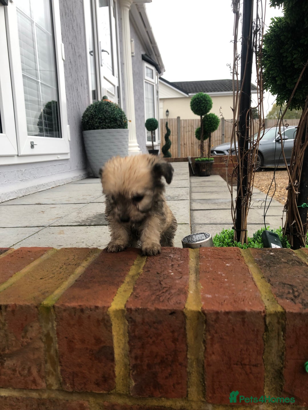 Jackapoo dogs for sale: 6 beautiful jackapoo pups - Image 12