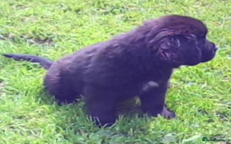 Newfoundland dogs for sale: Newfoundland Puppy 3 - Pedigree Newfoundland Female Puppy READY NOW - Image 3