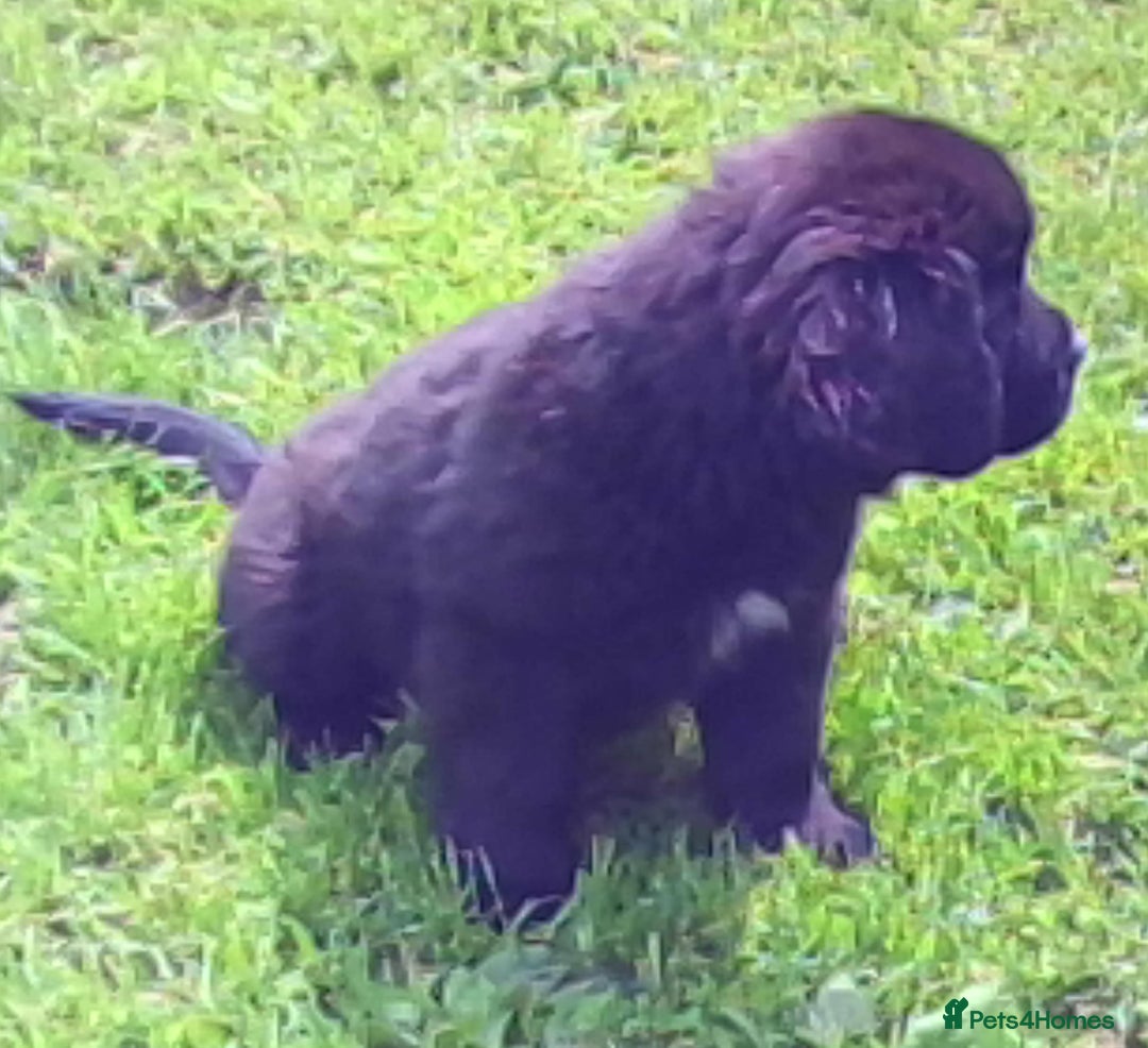 Newfoundland dogs for sale: Newfoundland Puppy 3 - Pedigree Newfoundland Female Puppy READY NOW - Image 3