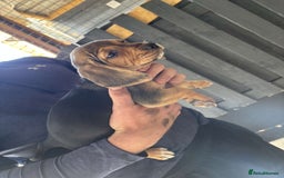 Beagle dogs for sale: 7 wonderful cocker spaniel x beagle❤️🏡 - Image 16