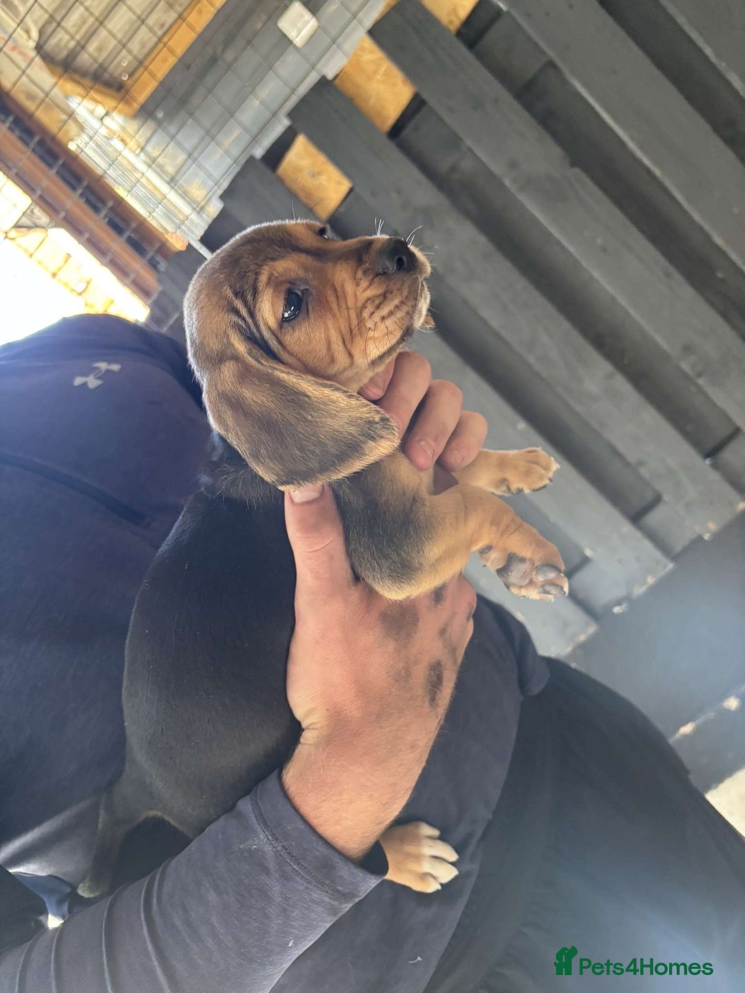 Beagle dogs for sale: 7 wonderful cocker spaniel x beagle❤️🏡 - Image 16