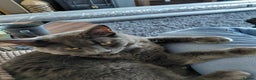 Mixed Breed cats for sale: 2 gorgeous boys for rehome - Advert 5