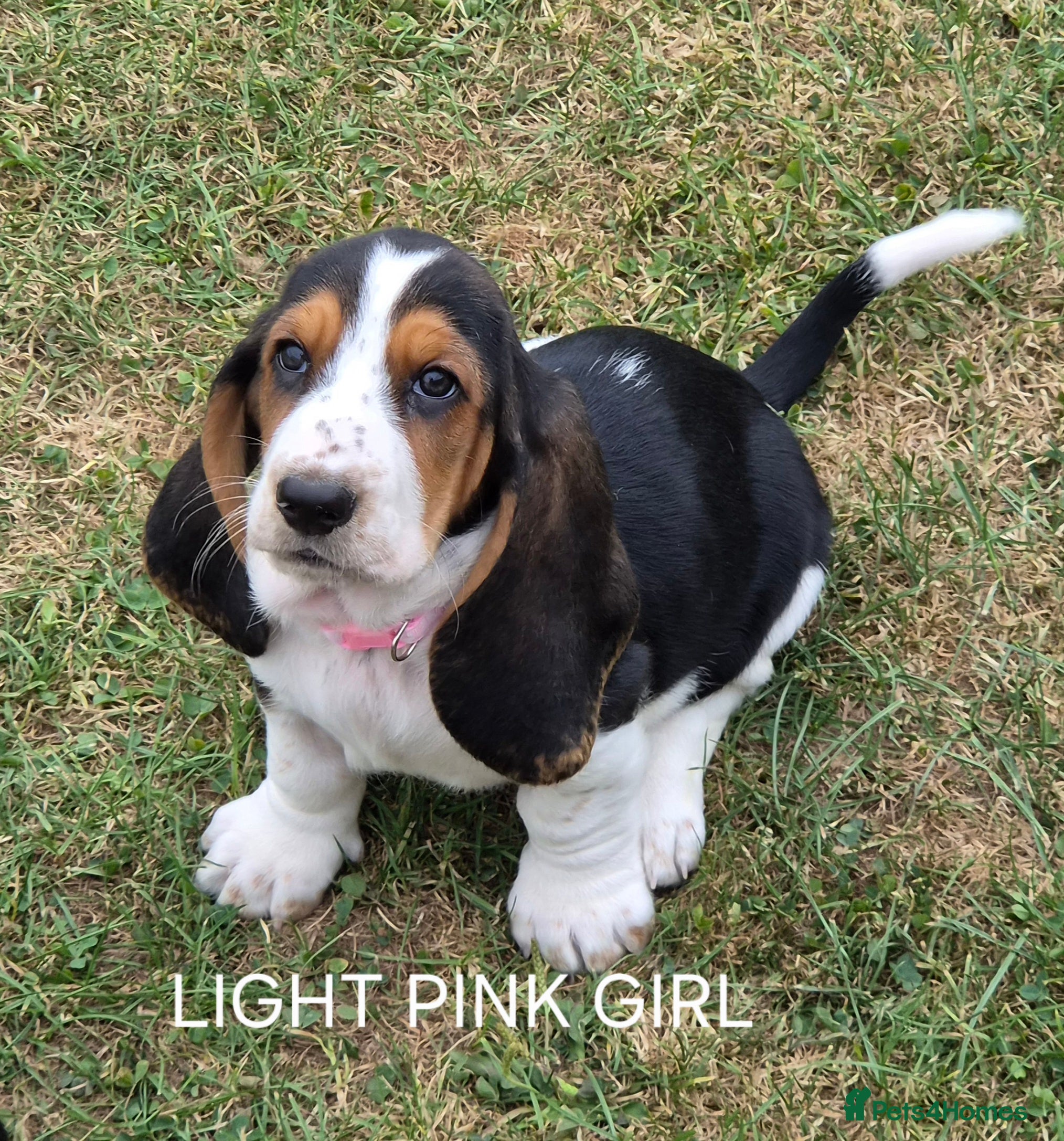 Basset Hound dogs KC BASSET HOUND PUPPIES  - Advert 2