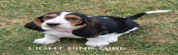 Basset Hound dogs for sale: KC BASSET HOUND PUPPIES  - Advert 2