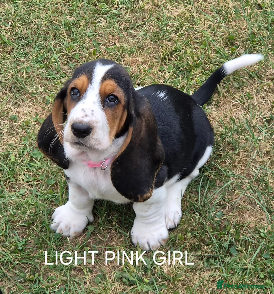 Basset Hound dogs for sale: KC BASSET HOUND PUPPIES  - Advert 2