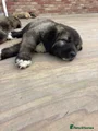 Caucasian Shepherd Dog orange aka pizza