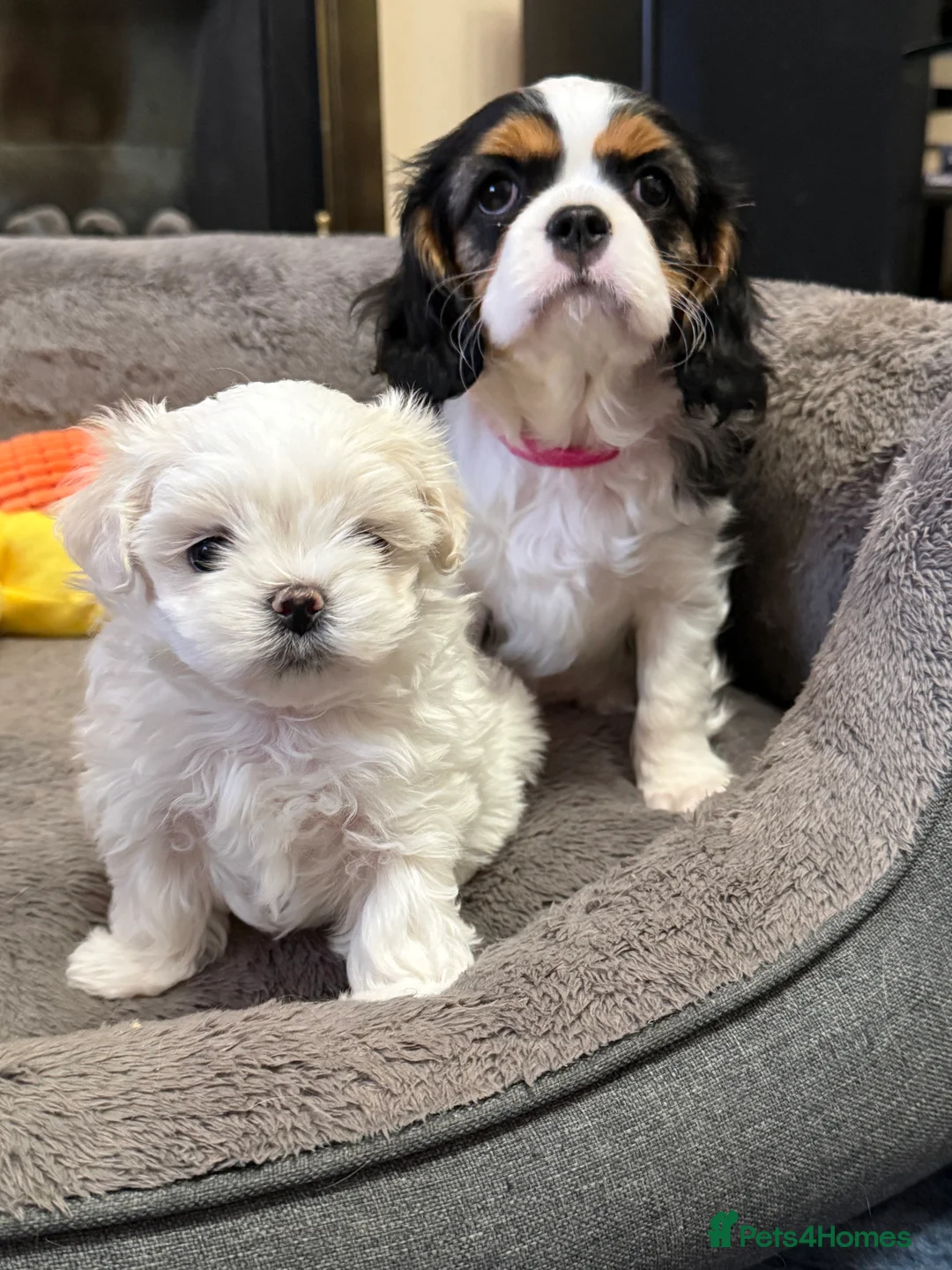 Maltese dogs for sale: Exceptional quality KC reg tiny Maltese  - Advert 17