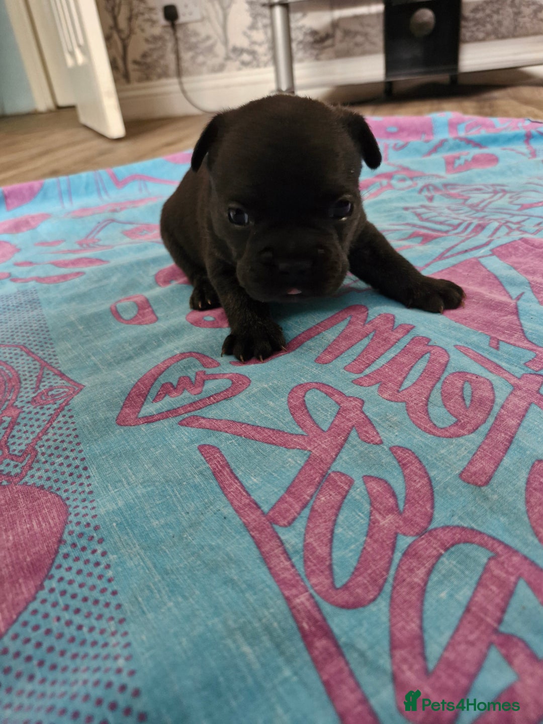 French Bulldog dogs for sale: French puppy's  - Image 5