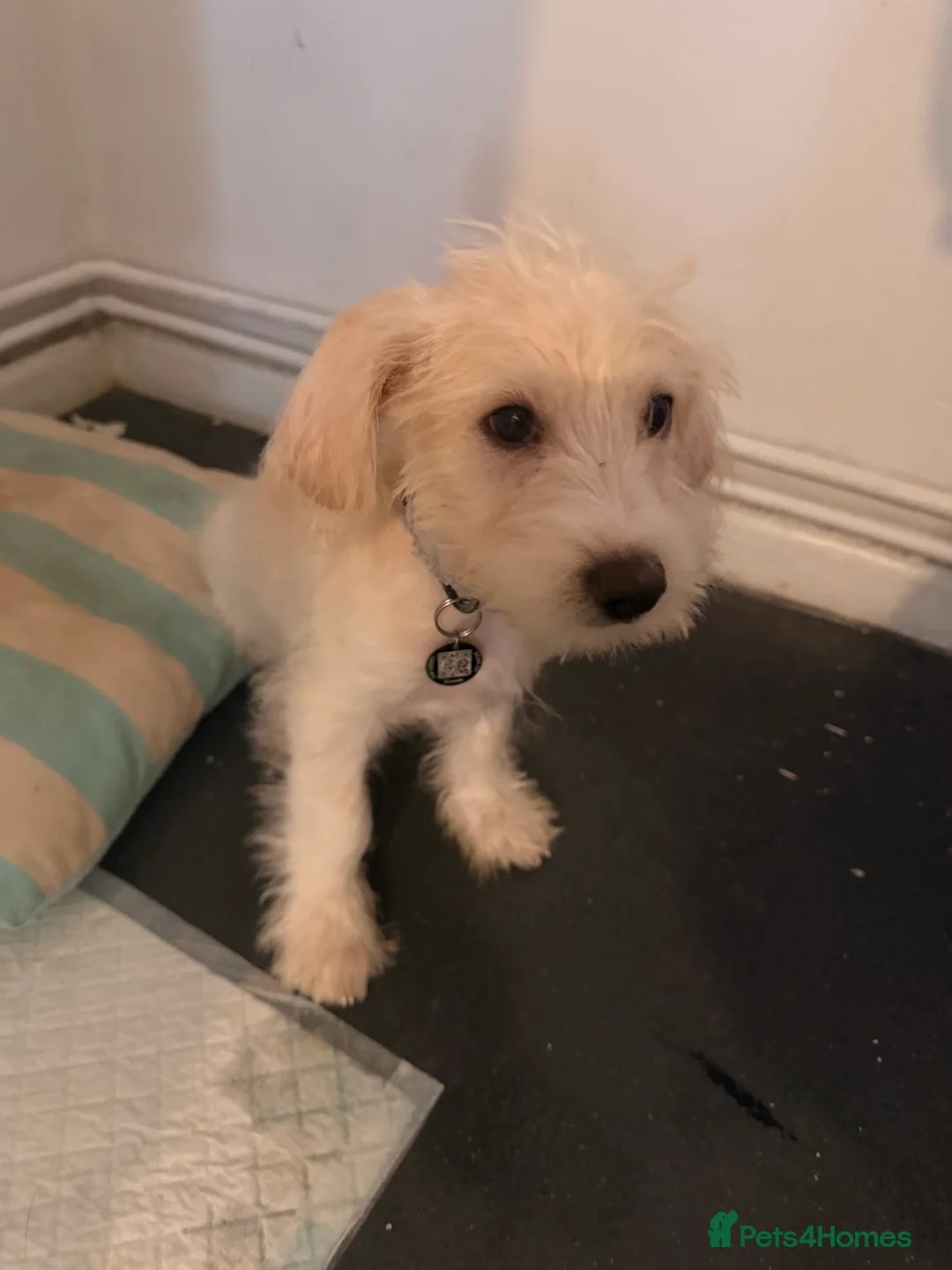 Jackapoo dogs for sale: Beautiful jackapoo boy  in Southsea - Advert 2
