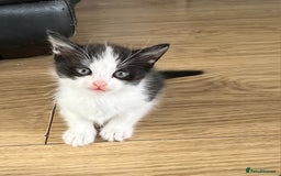 Domestic Shorthair cats for sale: 🐾 4 Kittens Looking for Loving Homes–Hatfield 🐾 - Image 6