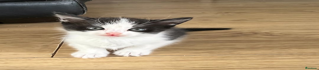 Black & White Boy Kitten 
