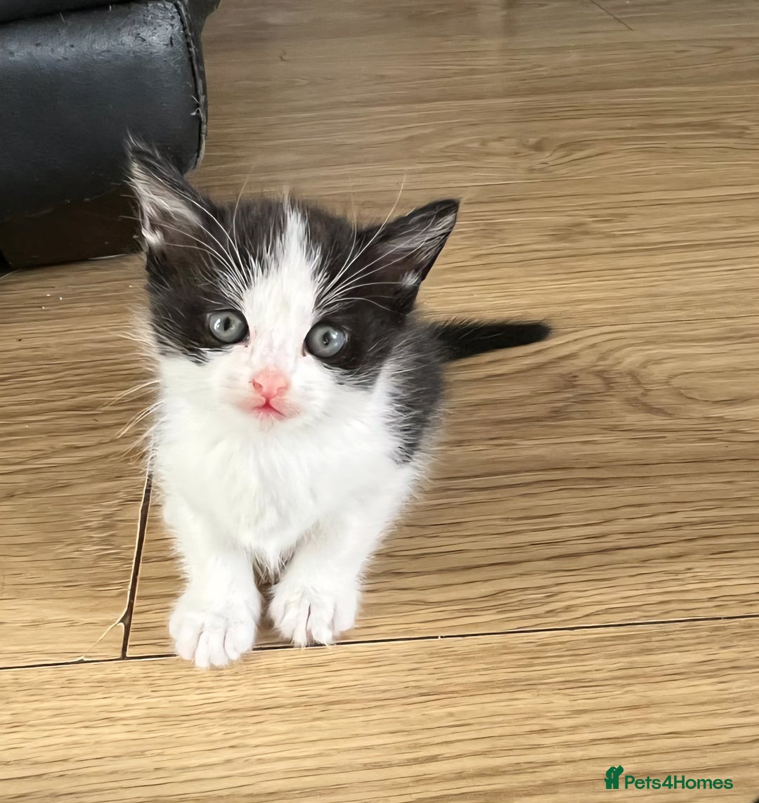 Domestic Shorthair cats for sale: 🐾 4 Kittens Looking for Loving Homes–Hatfield 🐾 - Image 6