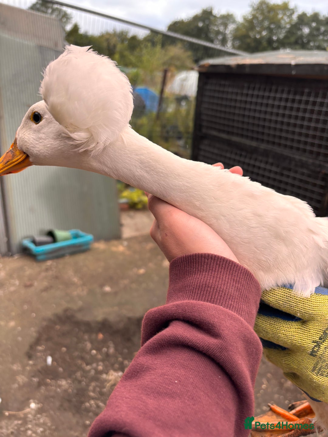 Ducks poultry for sale: American crested ducks  - Image 3