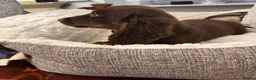 Miniature Dachshund dogs for sale: Dachshund miniature long hair  - Advert 2