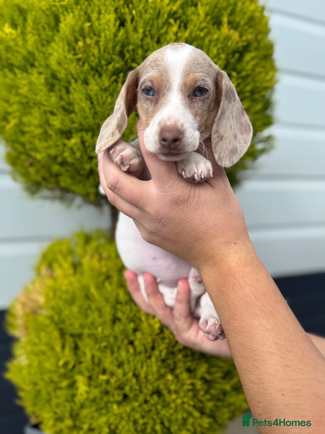 Miniature Dachshund dogs for sale: Miniature Dachshund Puppies (Licensed Breeder) - Image 17