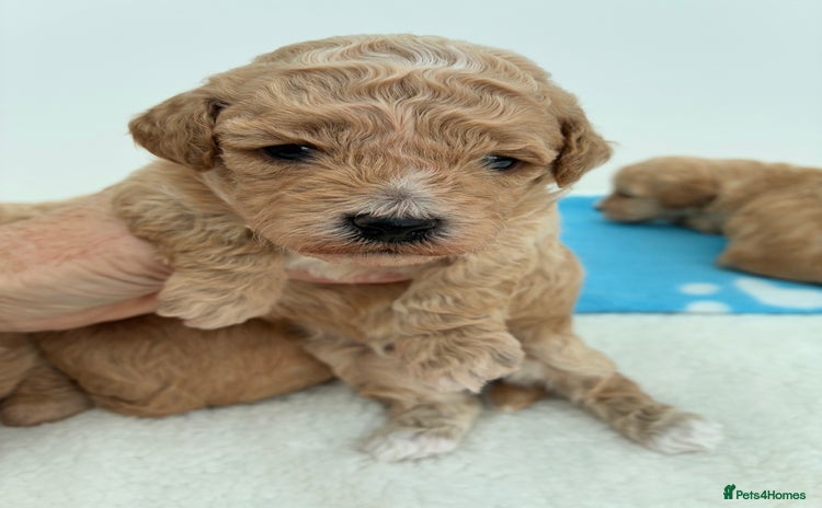 Poochon dogs - Advert 1