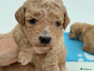 Poochon dogs - Advert 16