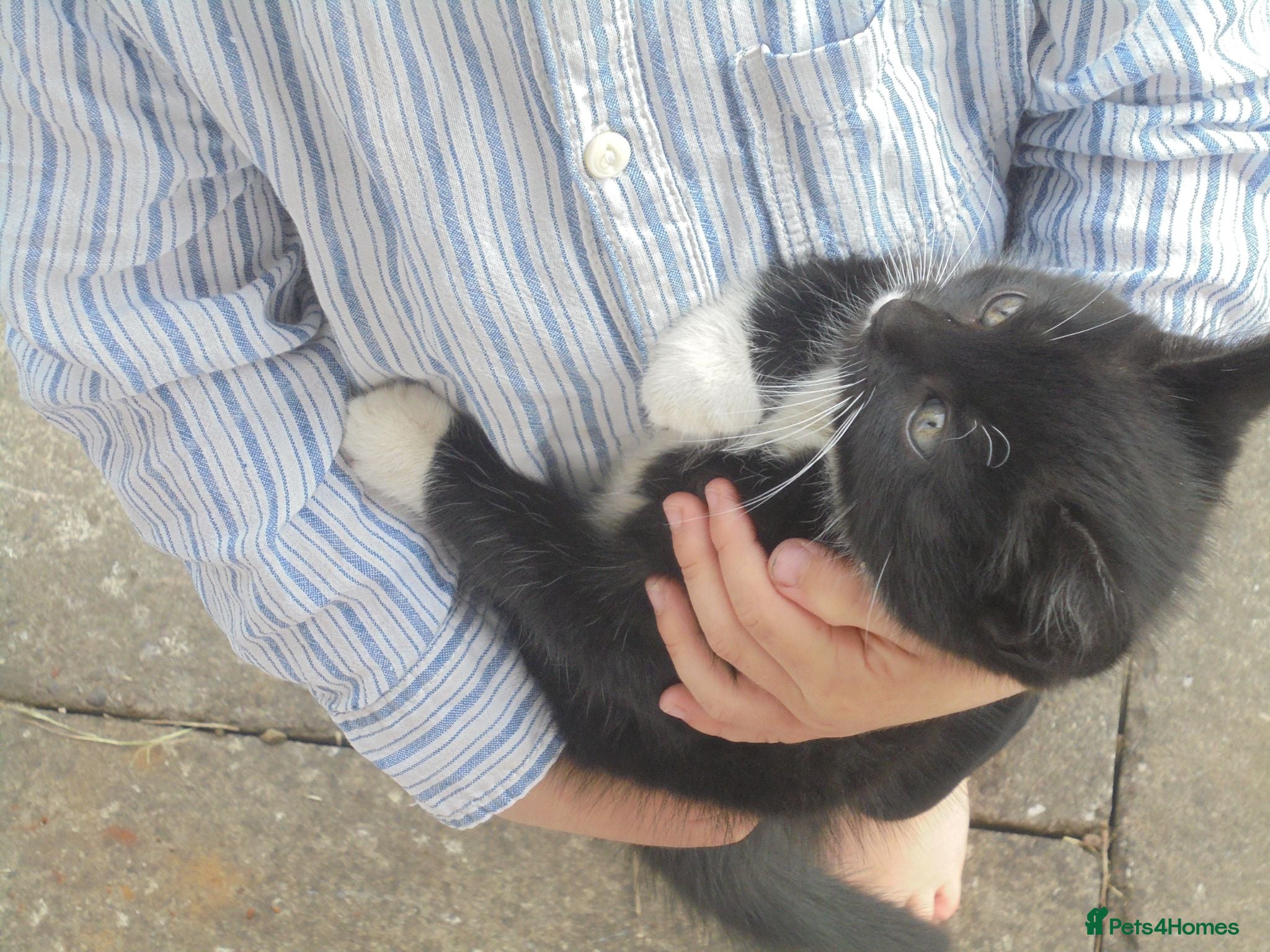 Mixed Breed cats Black/white kittens want new home - Advert 1