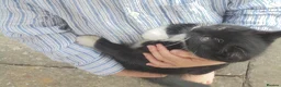 Mixed Breed cats for sale: Black/white kittens want new home - Advert 1