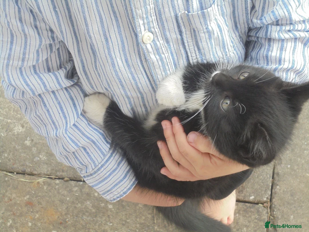 Mixed Breed cats for sale: Black/white kittens want new home - Advert 1