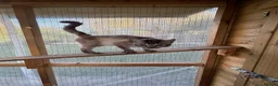 Ragdoll cats for sale: RAGDOLL FULLY HEALTH TESTED GCCF  - Advert 12
