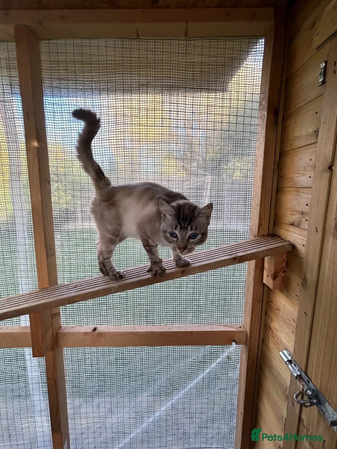 Ragdoll cats for sale: RAGDOLL FULLY HEALTH TESTED GCCF  - Advert 12