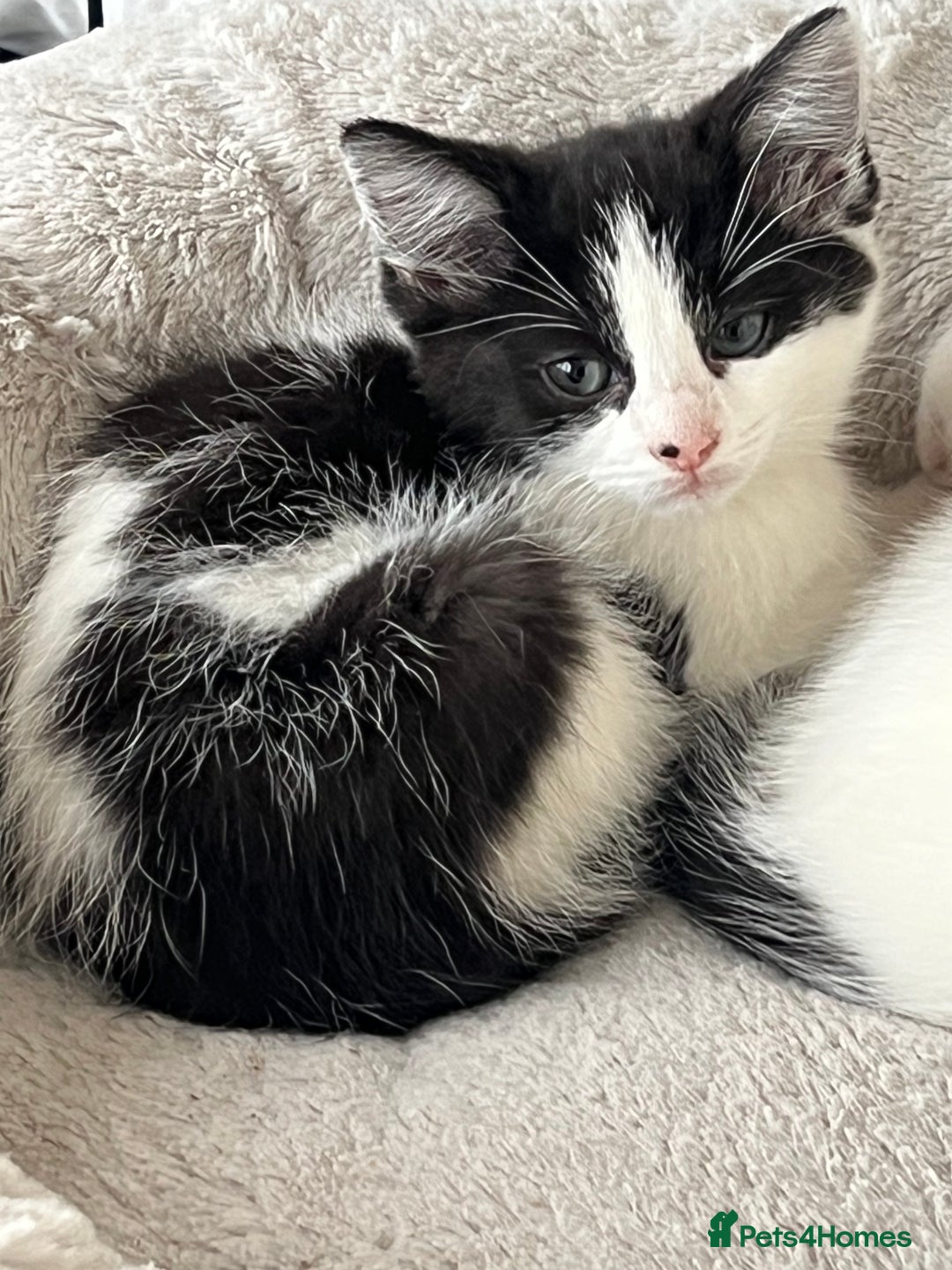 Domestic Shorthair cats for sale: Beautiful kittens, super friendly and cuddly  - Image 2