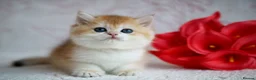 British Shorthair cats for sale: British shorthair available 🦁 - Advert 14