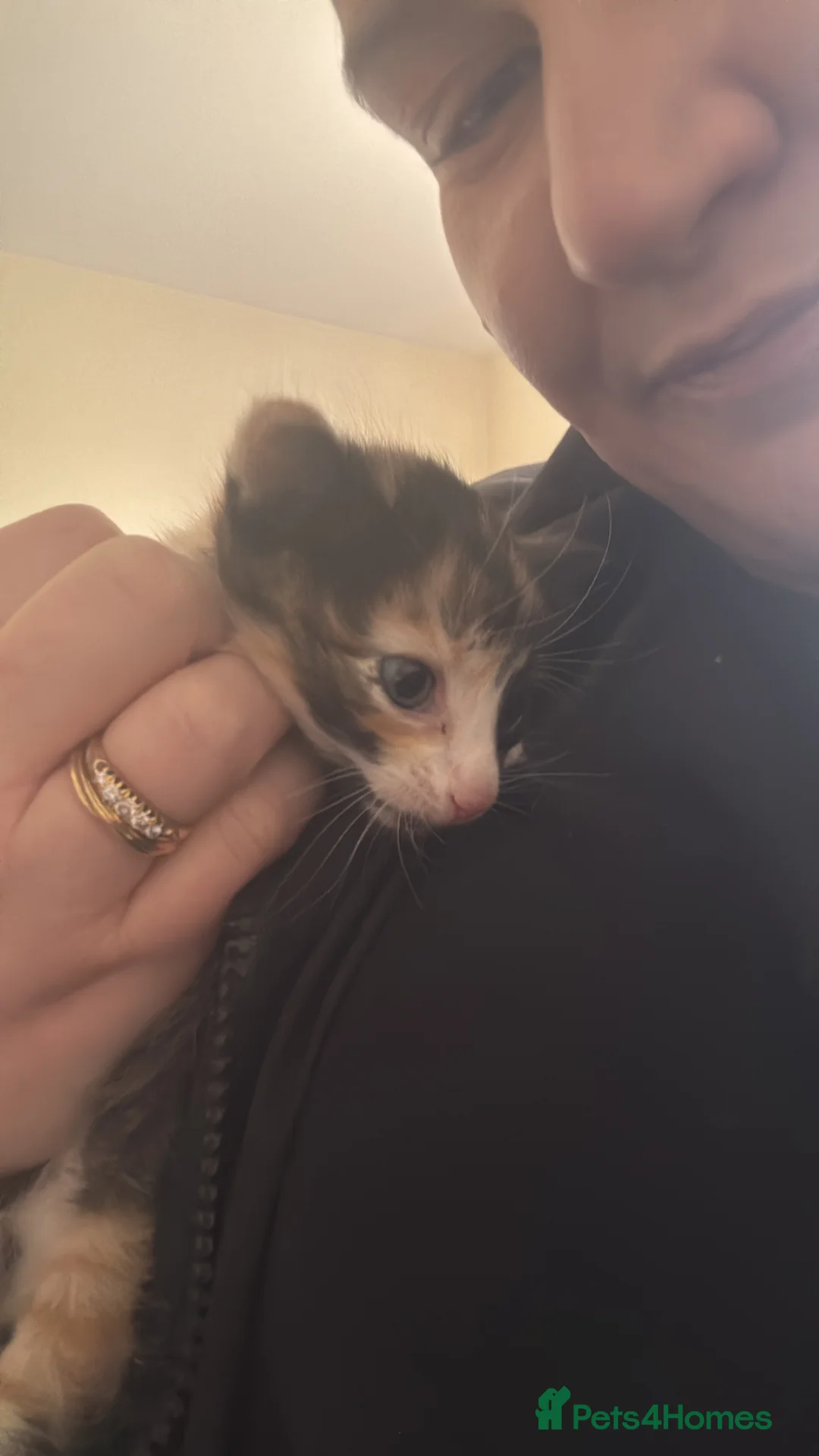 Domestic Shorthair cats for sale: One girl left  - Advert 4