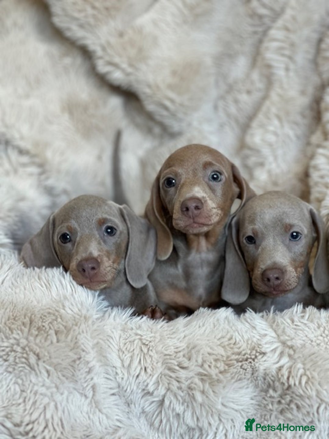Miniature Dachshund dogs for sale: Stunning ISABELLA miniature dachshunds  - Advert 23