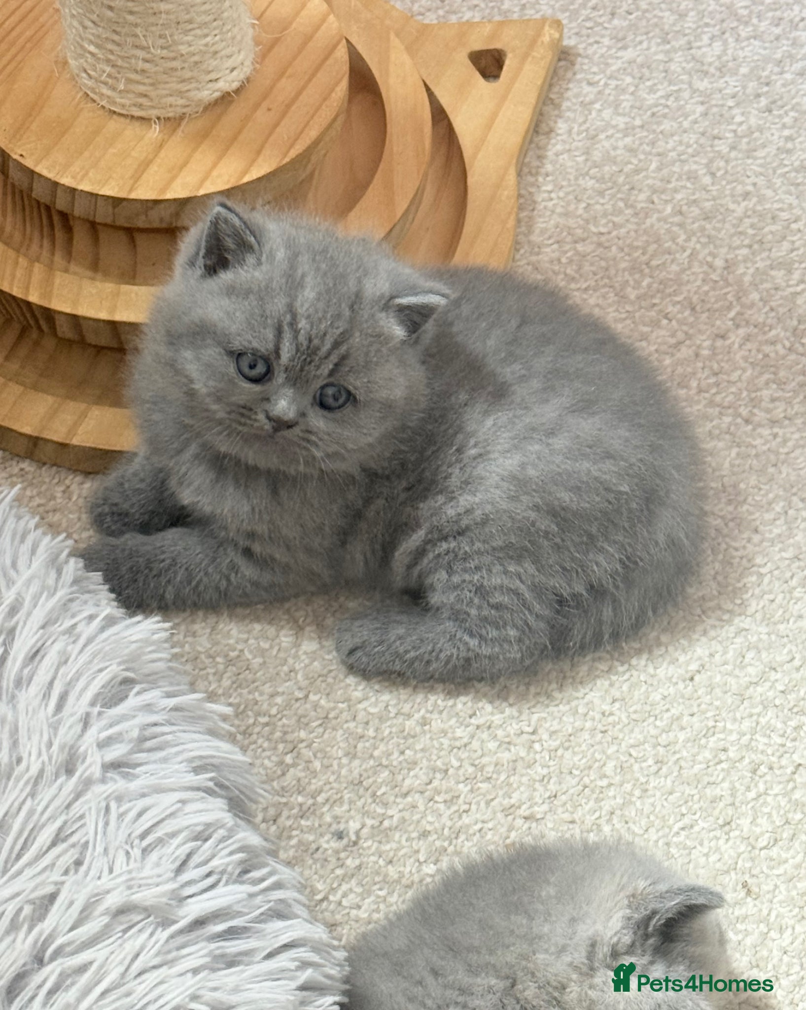 British Shorthair cats British Shorthair kittens 🩶 - Advert 1