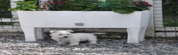 West Highland Terrier dogs for sale: West Highland Terrier Puppy Girls - Advert 3