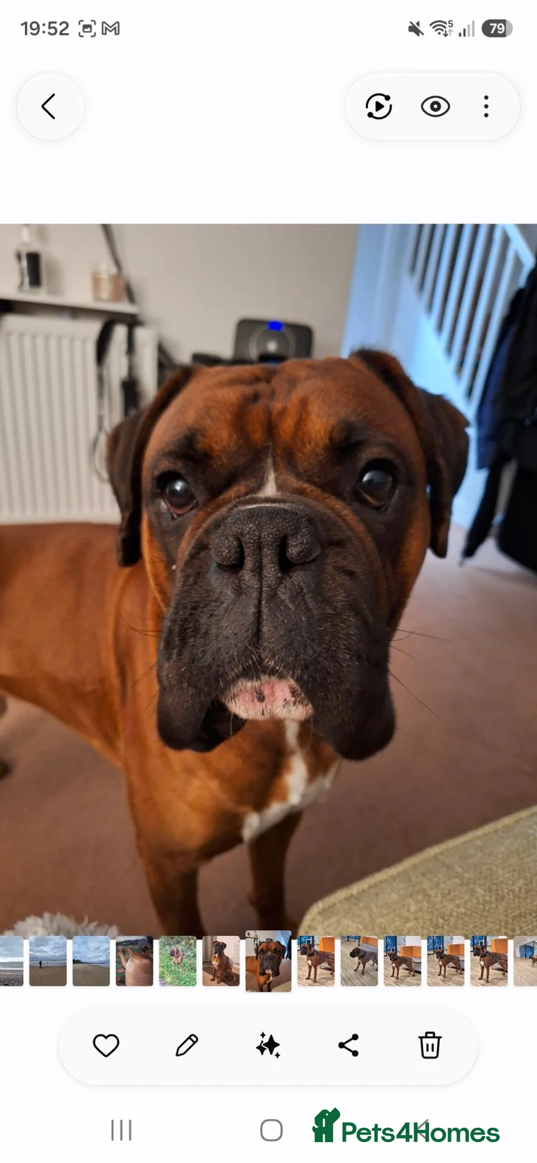 Boxer dogs for stud: KC Registered Full Breed Boxer - Advert 2