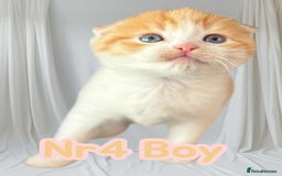 Scottish Fold cats for sale: 3 Scottish Fold Boys STILL AVAILABLE - Image 8