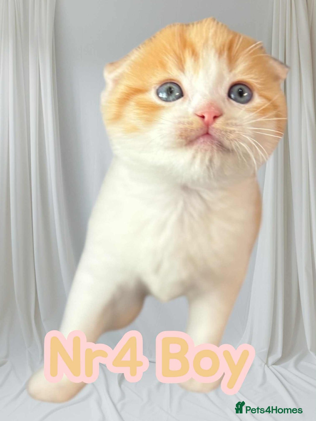 Scottish Fold cats for sale: 3 Scottish Fold Boys STILL AVAILABLE - Image 8