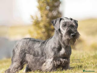 Cesky Terrier dogs for sale: CESKY TERRIER PUPPIES. advance notice - Advert 1