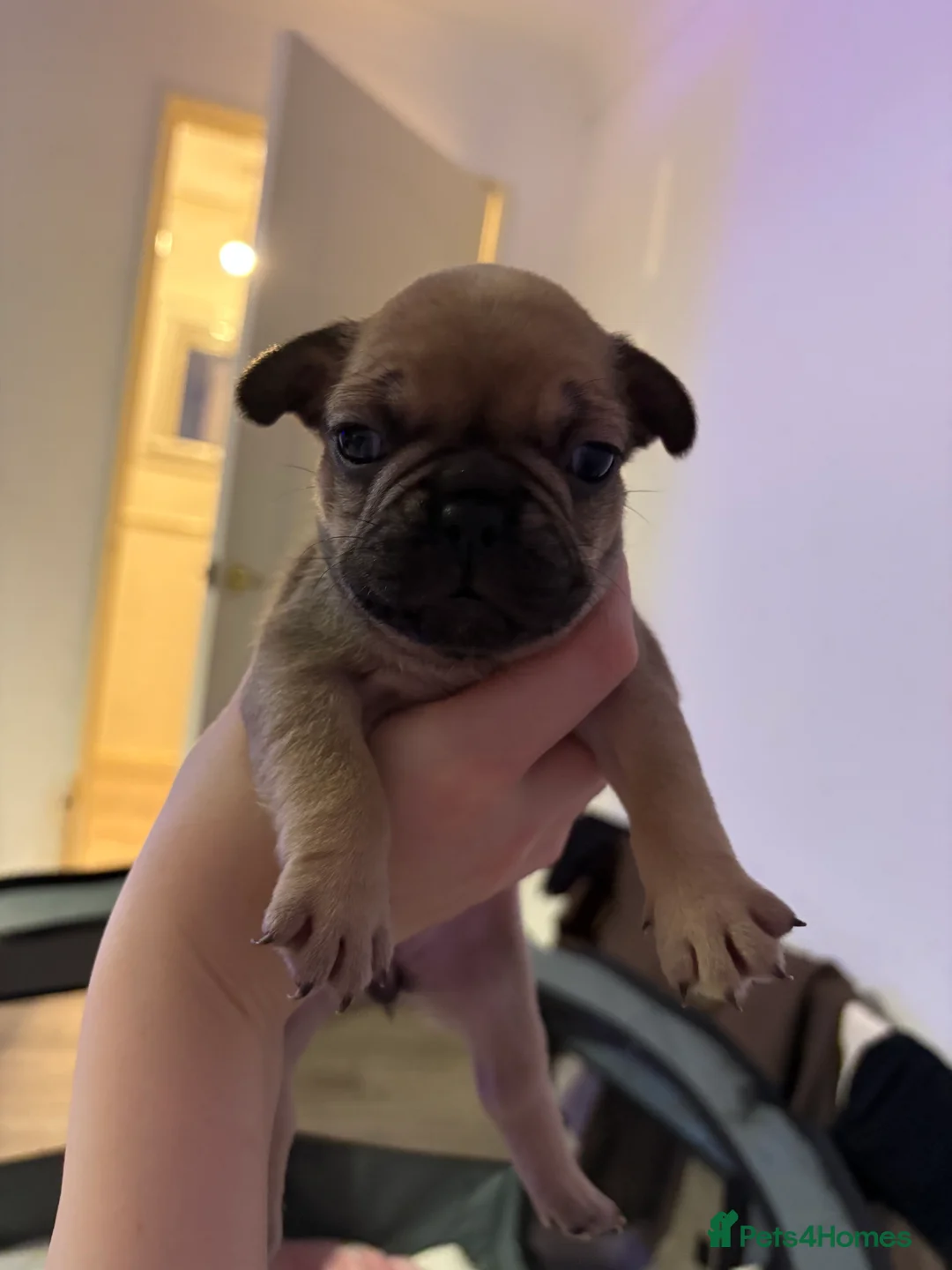 French Bulldog dogs for sale: French Bulldog Puppies - Advert 17
