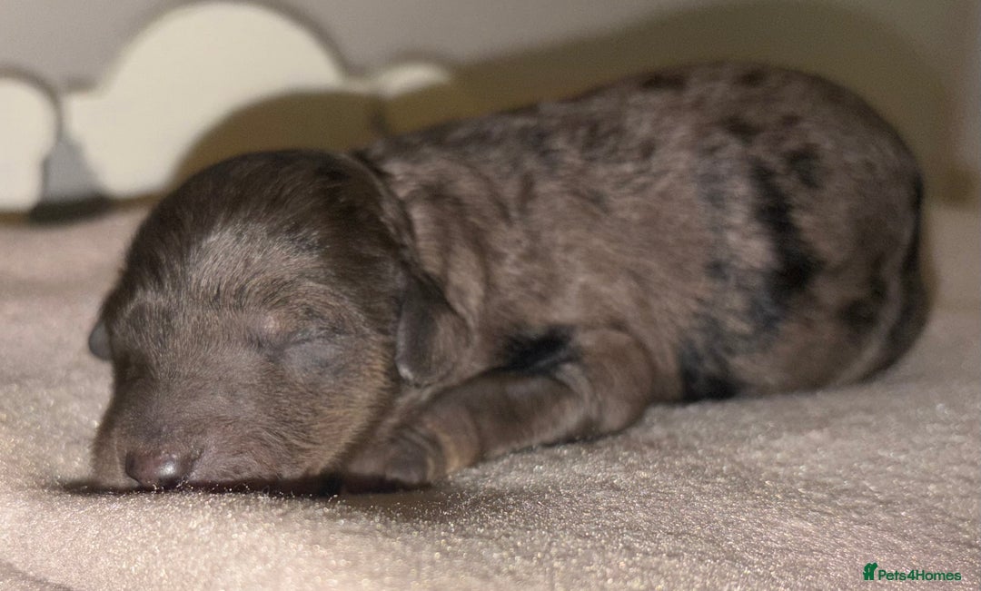 Cavapoochon dogs for sale: Rare Cavapoochons Home Raised PRA clear - Advert 14