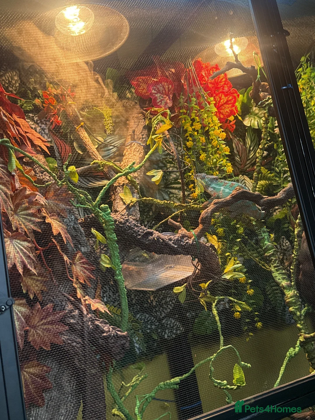 Chameleon reptiles for sale: Male panther chameleon in Birmingham - Advert 2
